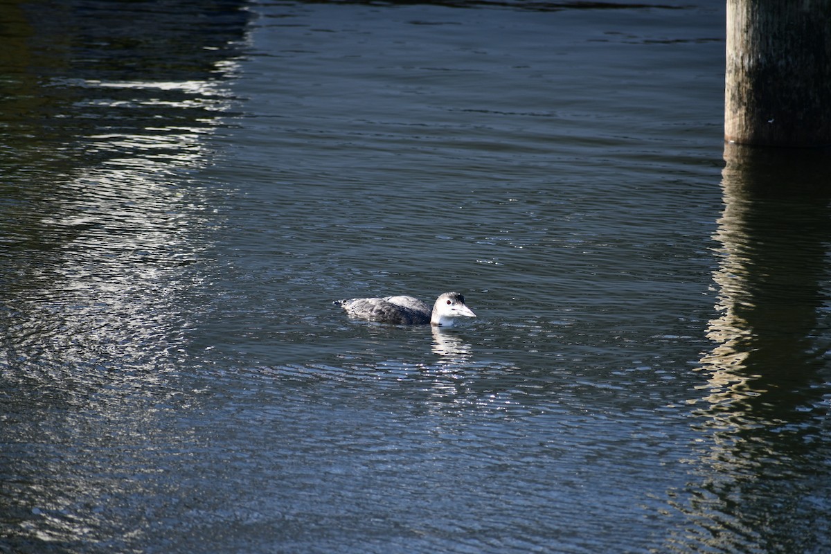 Common Loon - ML646093386
