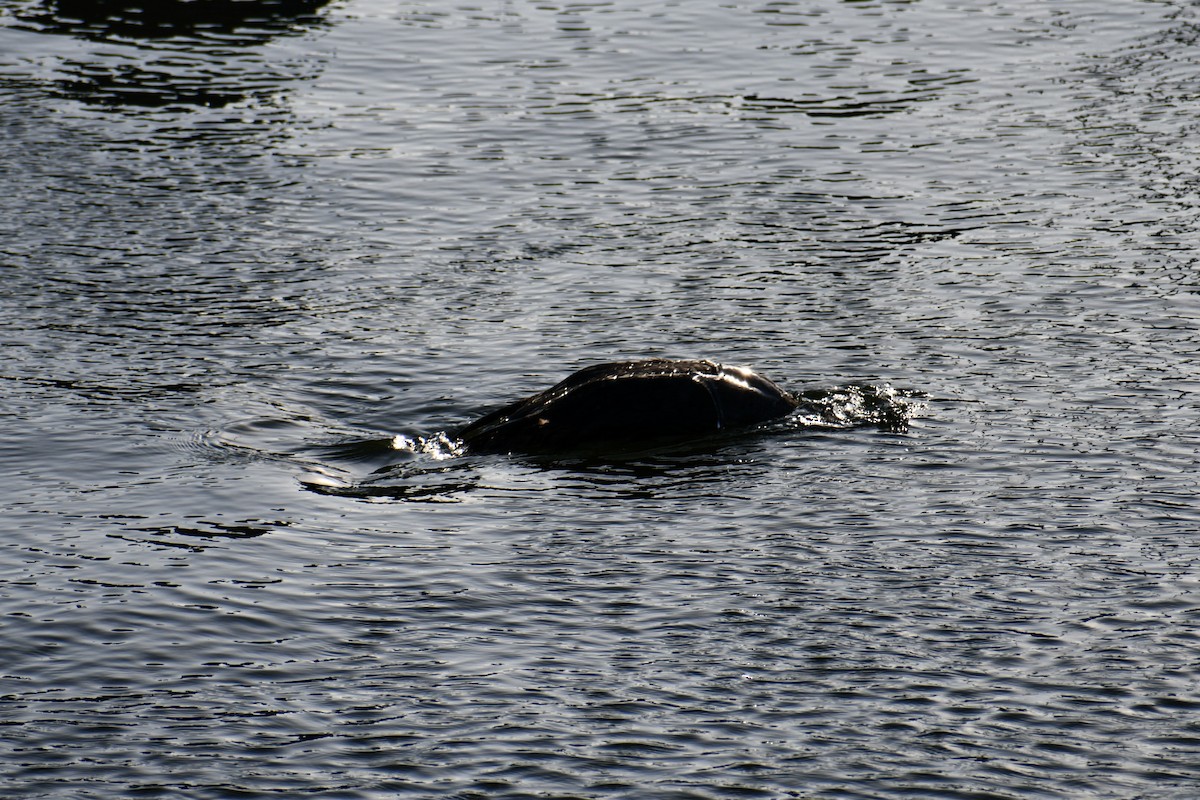 Common Loon - ML646093387