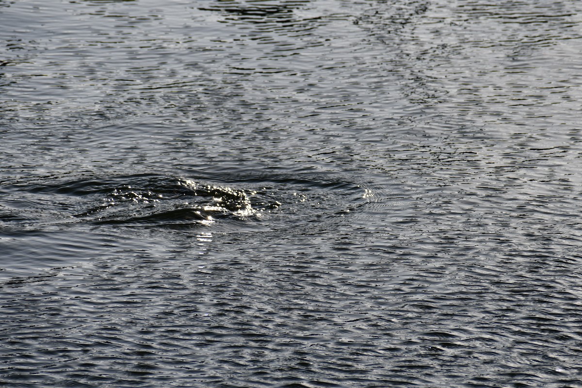 Common Loon - ML646093388