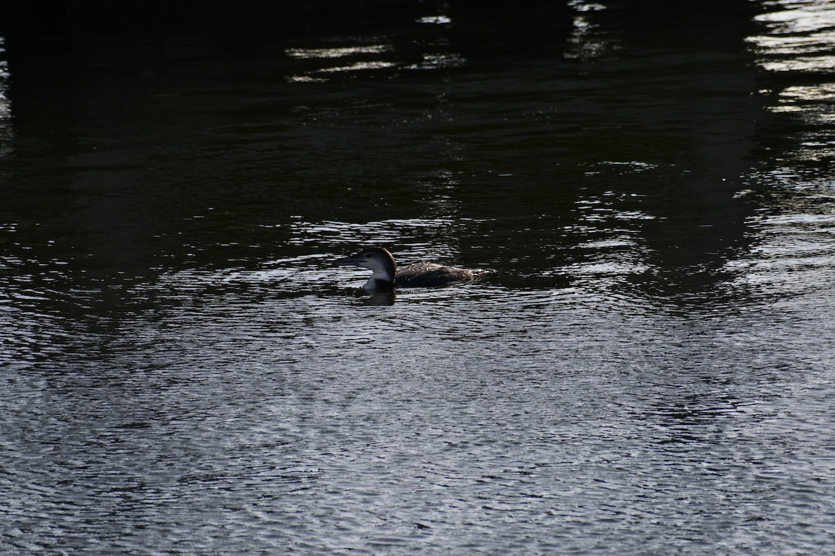 Common Loon - ML646093389