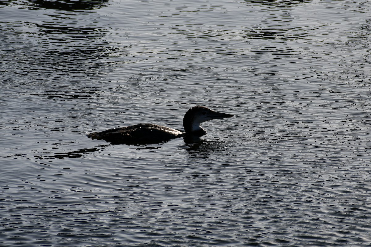 Common Loon - ML646093390