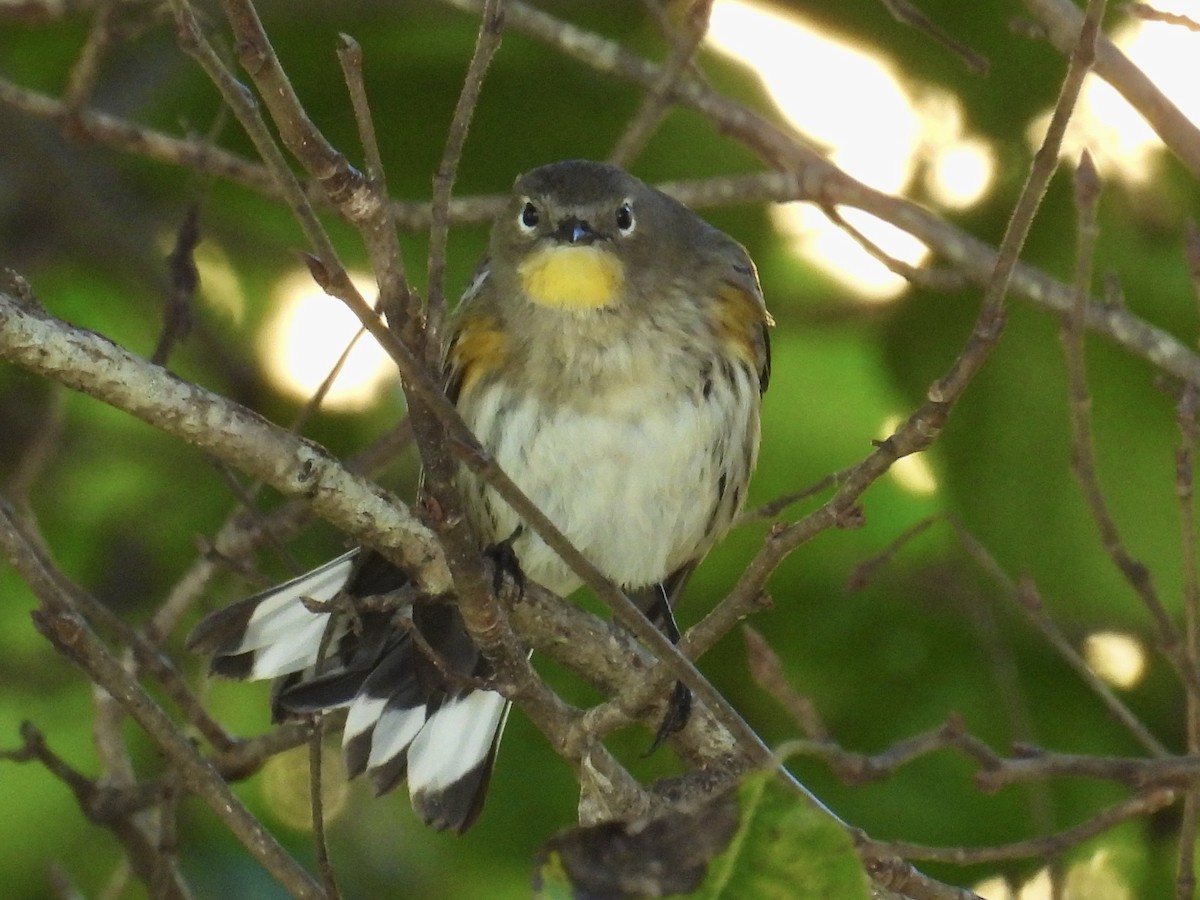 Yellow-rumped Warbler (Audubon's) - ML646093391