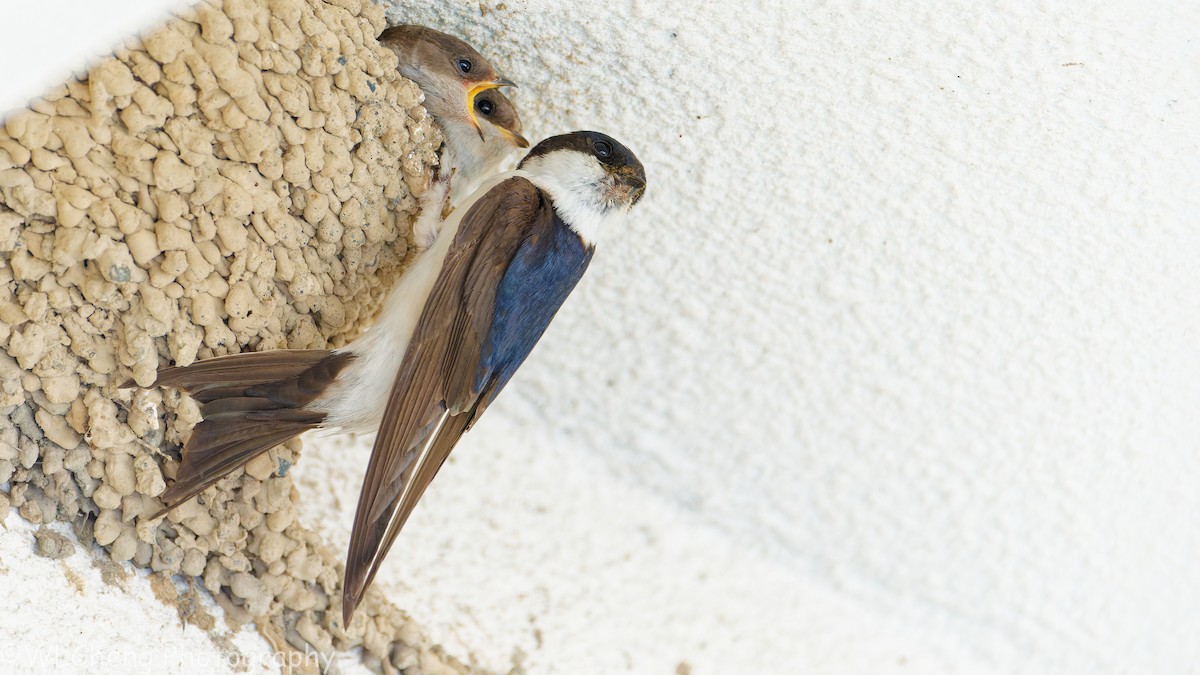 Western House-Martin - ML646093392
