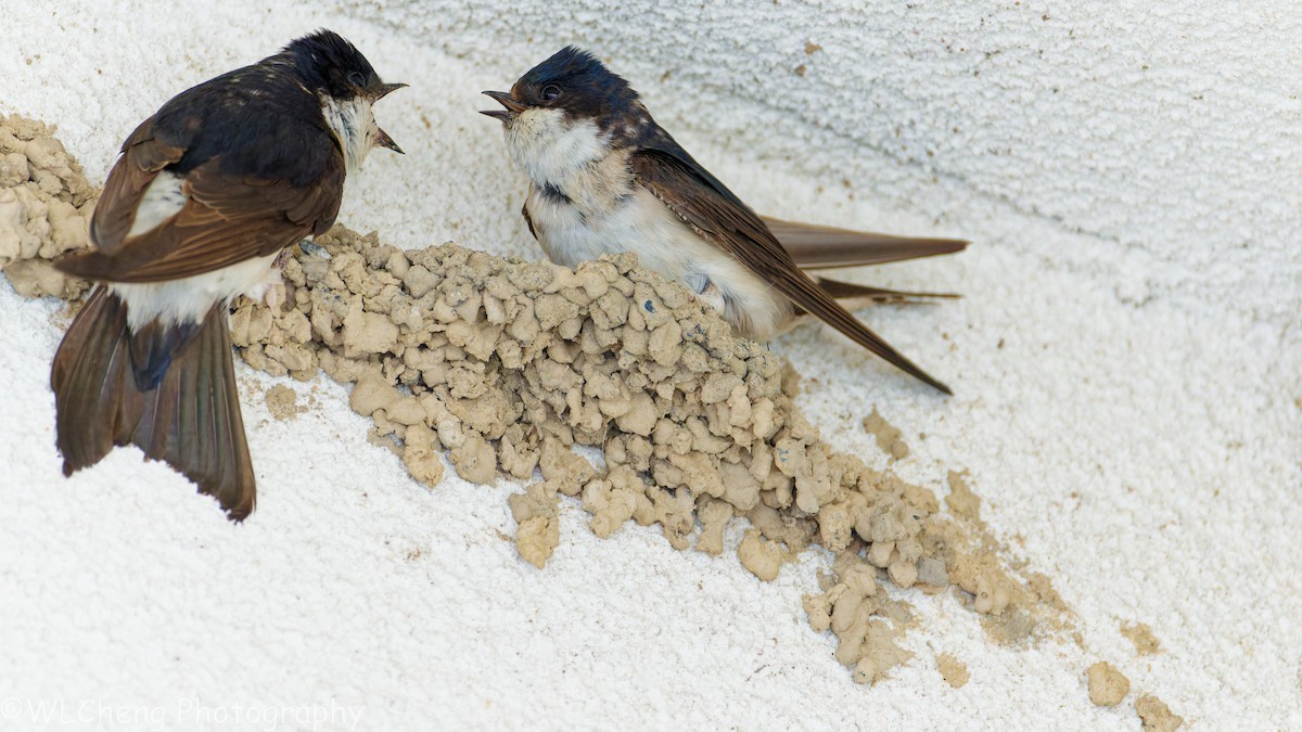 Western House-Martin - ML646093393