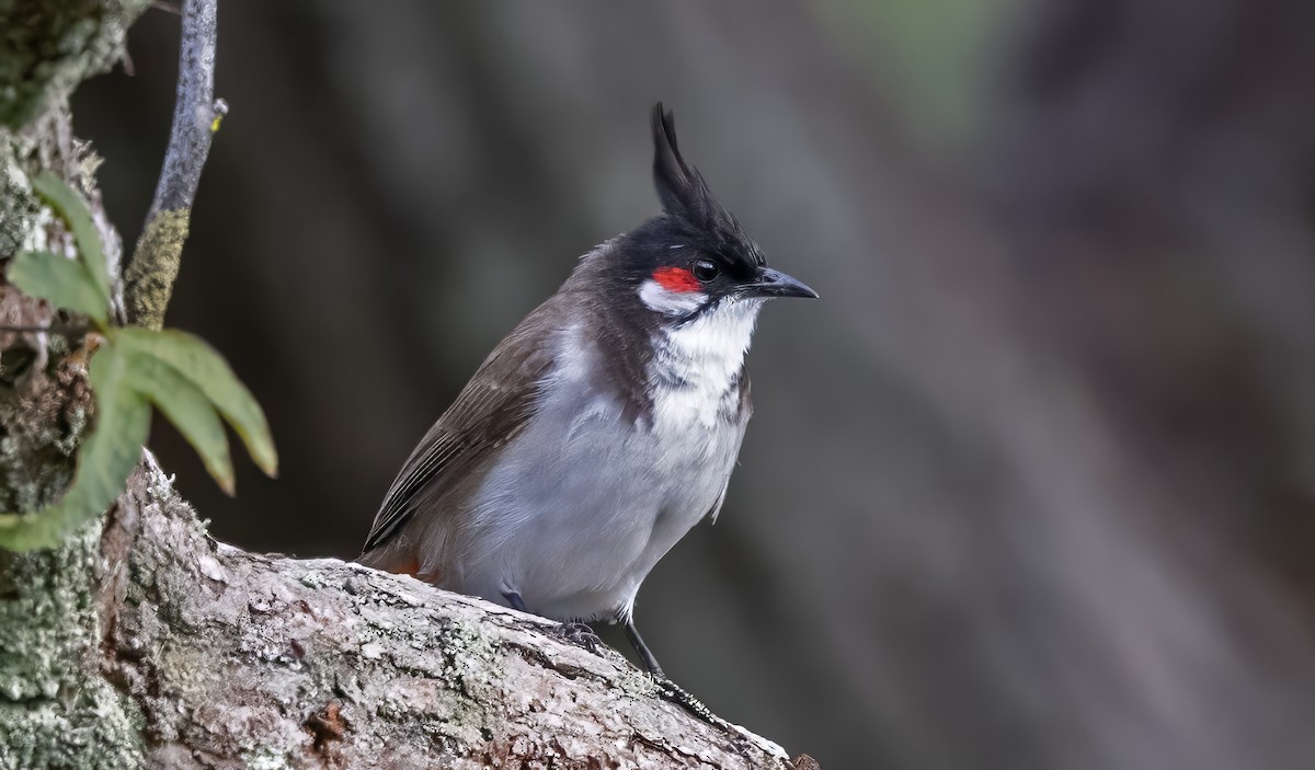 Red-whiskered Bulbul - ML646093394