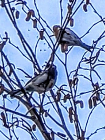 Redpoll - ML646093398