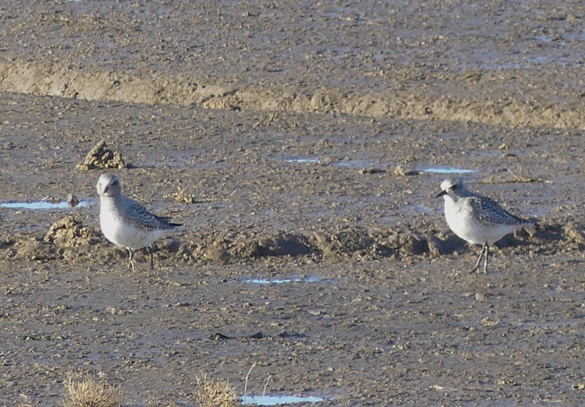 Black-bellied Plover - ML646093400