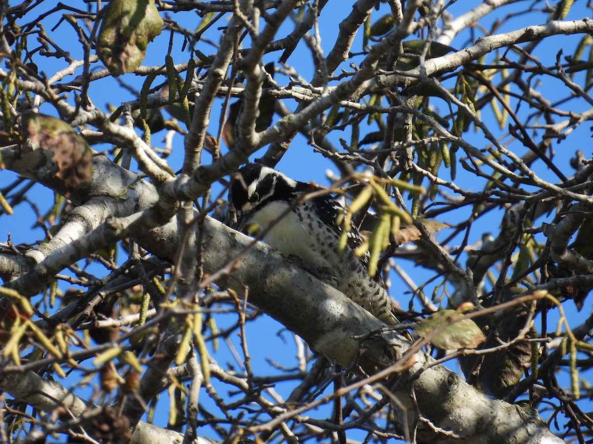 Nuttall's Woodpecker - ML646093401