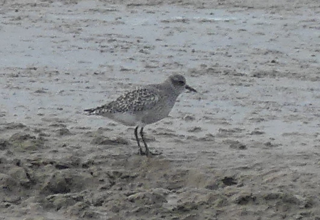 Black-bellied Plover - ML646093404