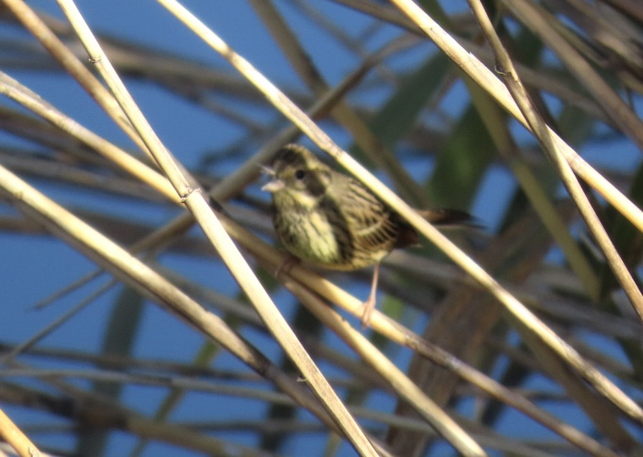 Masked Bunting - ML646093405