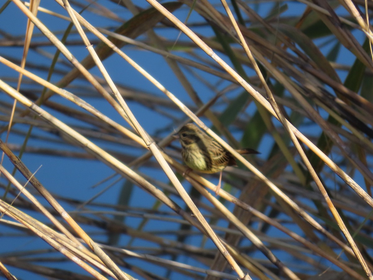 Masked Bunting - ML646093406