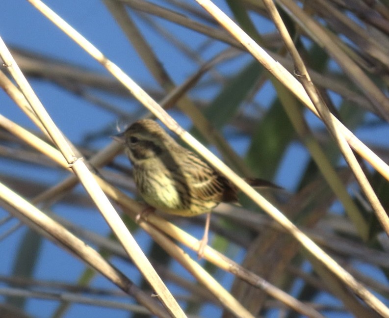 Masked Bunting - ML646093407