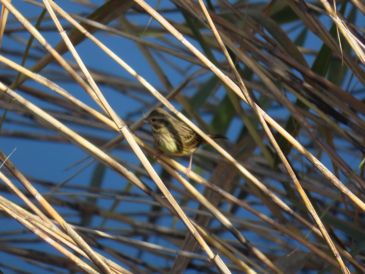 Masked Bunting - ML646093408
