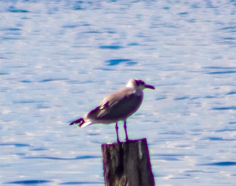 Laughing Gull - ML646093409