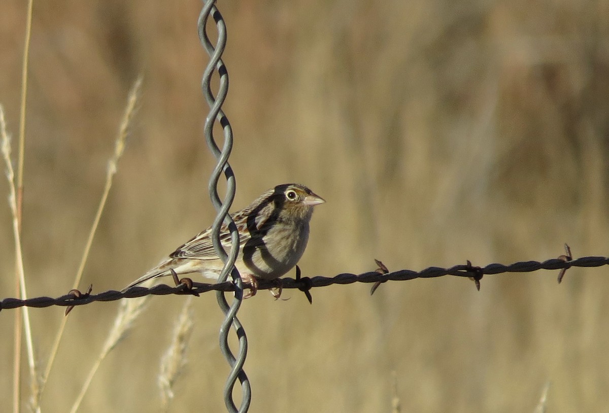 Grasshopper Sparrow - ML646093410
