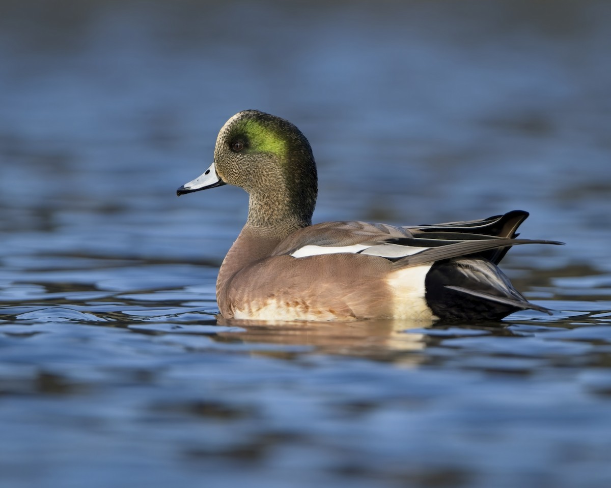 American Wigeon - ML646093411