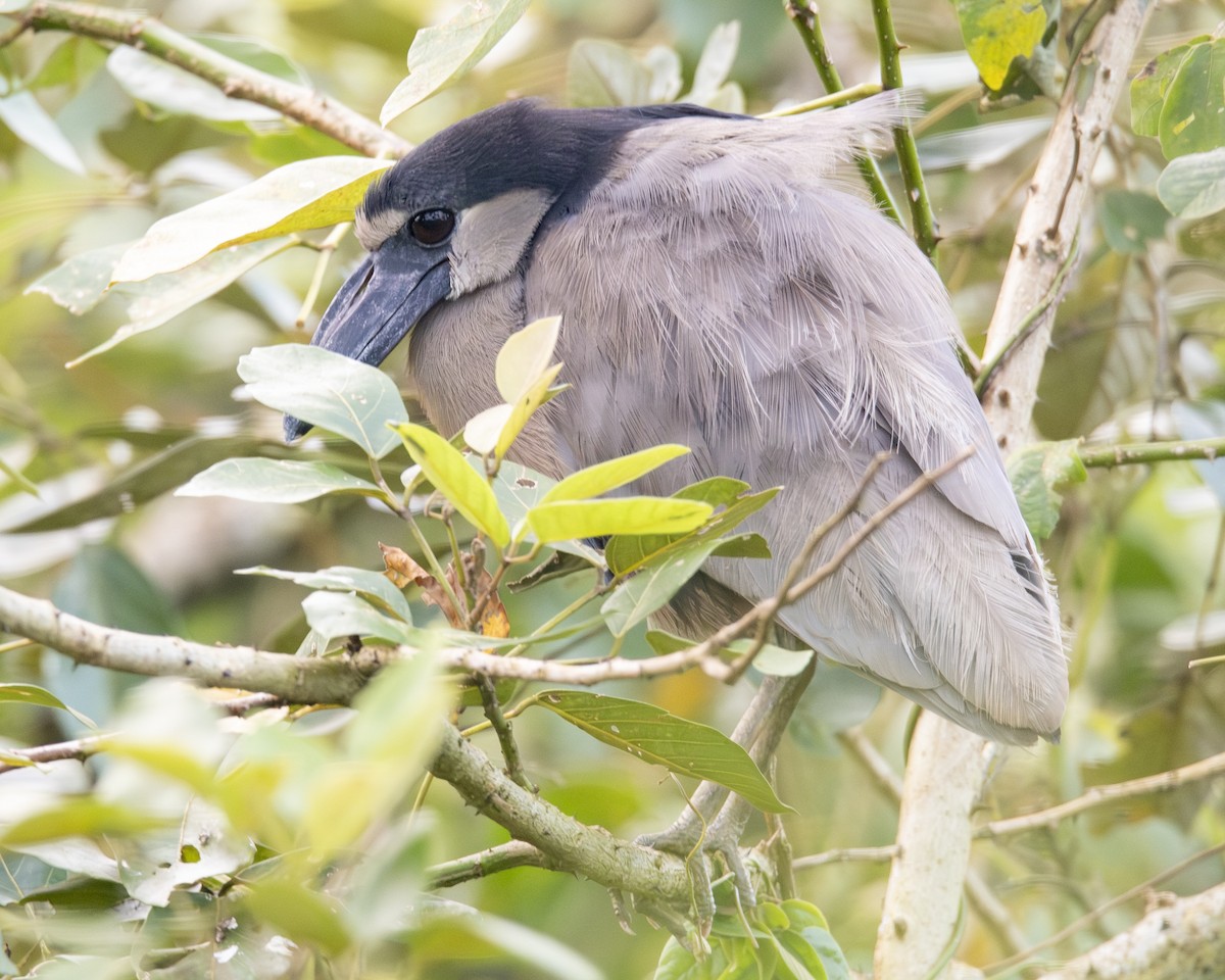 Yassı Gagalı Balıkçıl - ML646093412