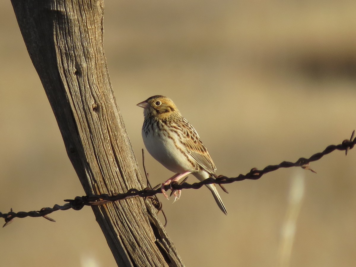 Baird's Sparrow - ML646093413