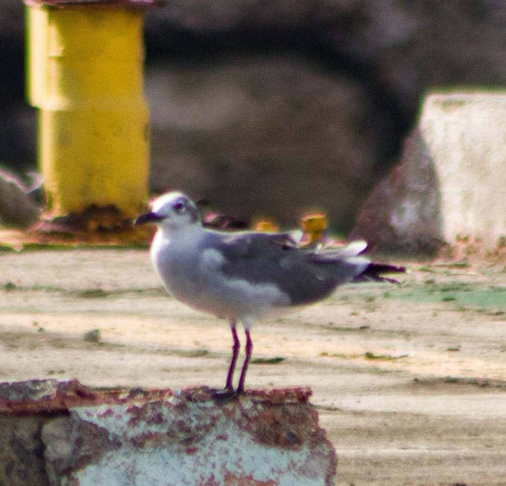 Laughing Gull - ML646093414