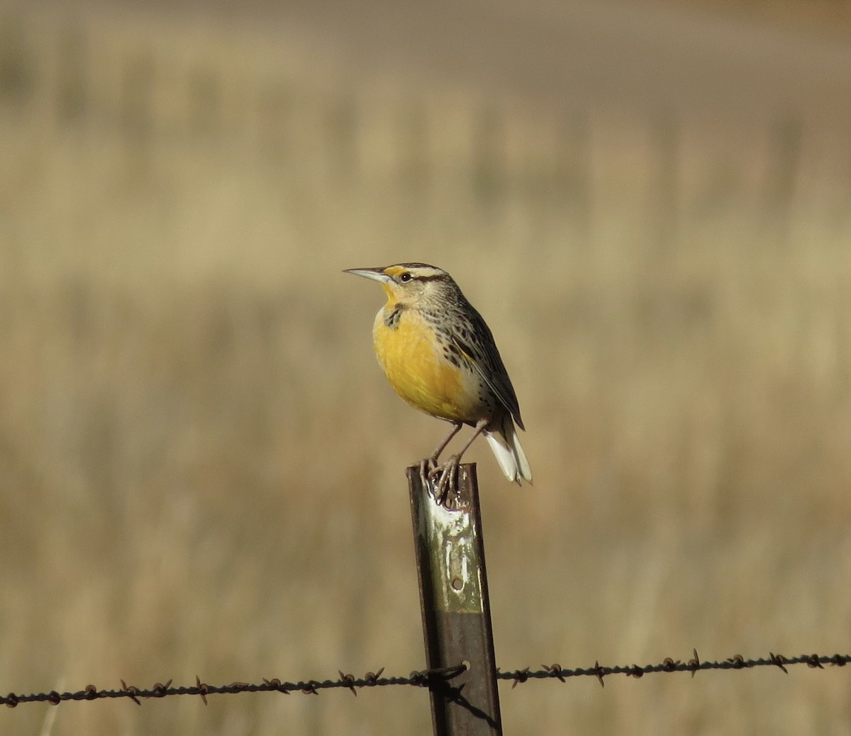 Chihuahuan Meadowlark - ML646093417