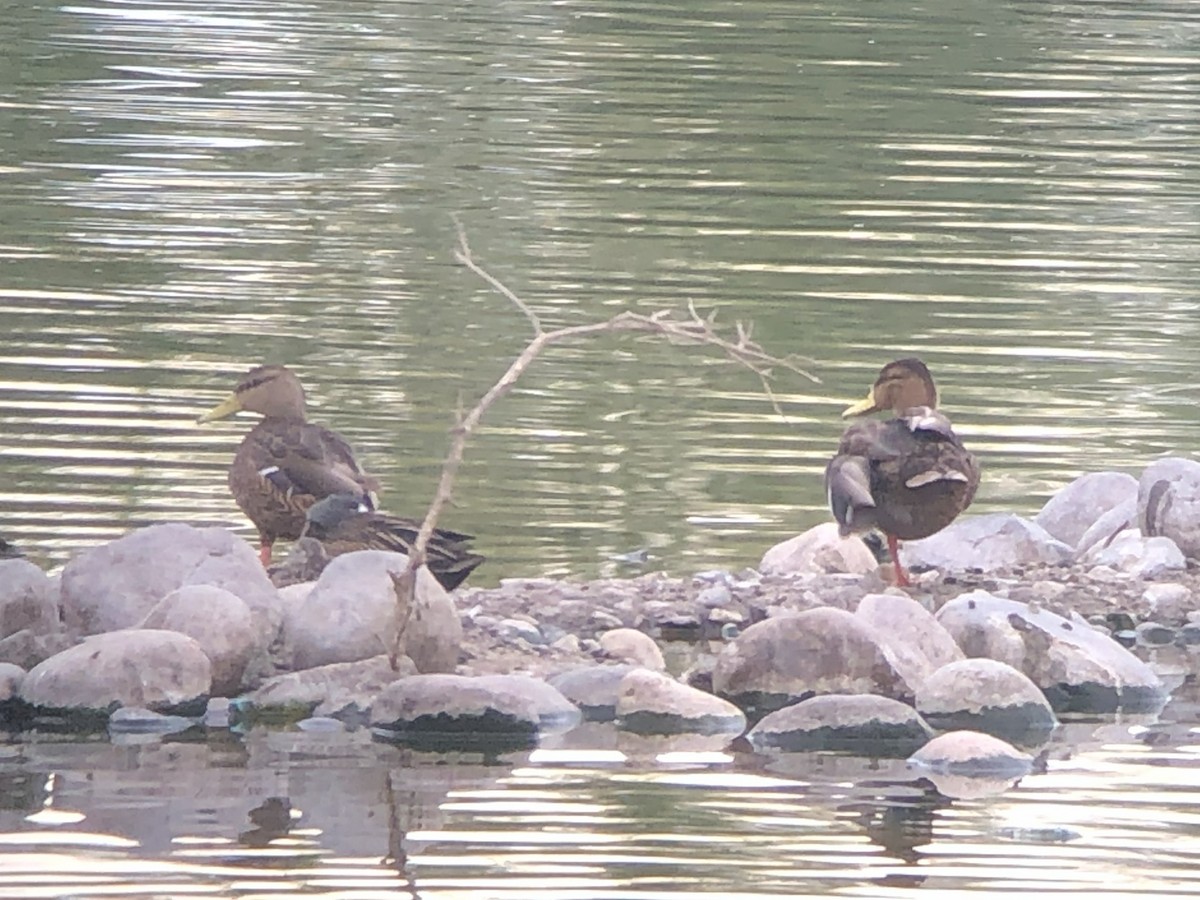 Mexican Duck - ML646093420