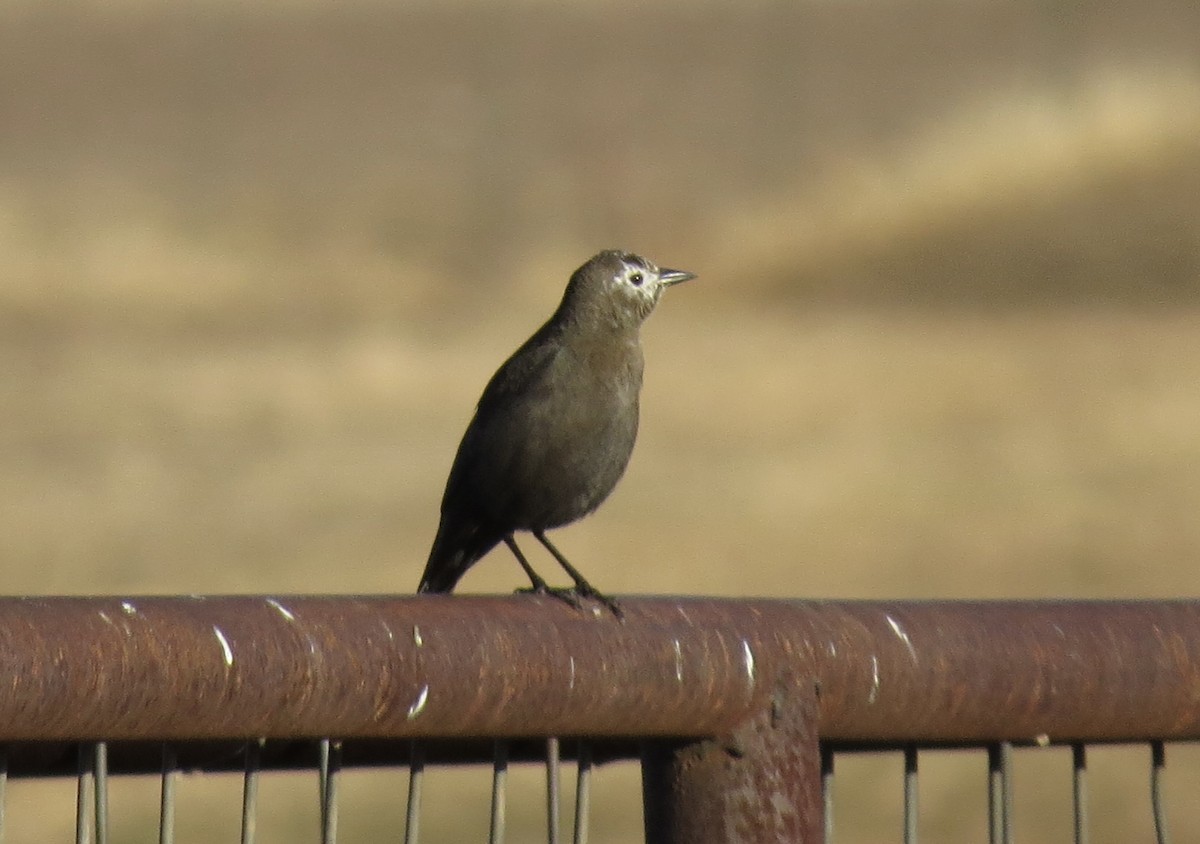 Brewer's Blackbird - ML646093421