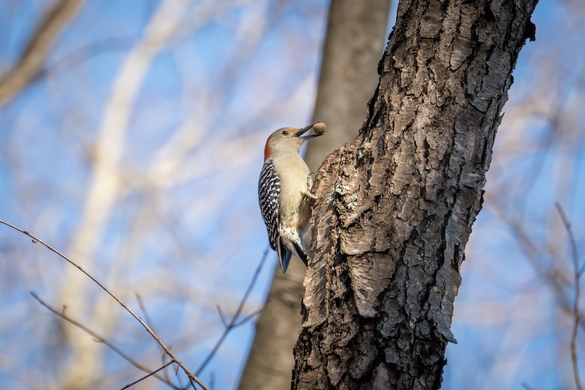 Каролинский дятел - ML646093422