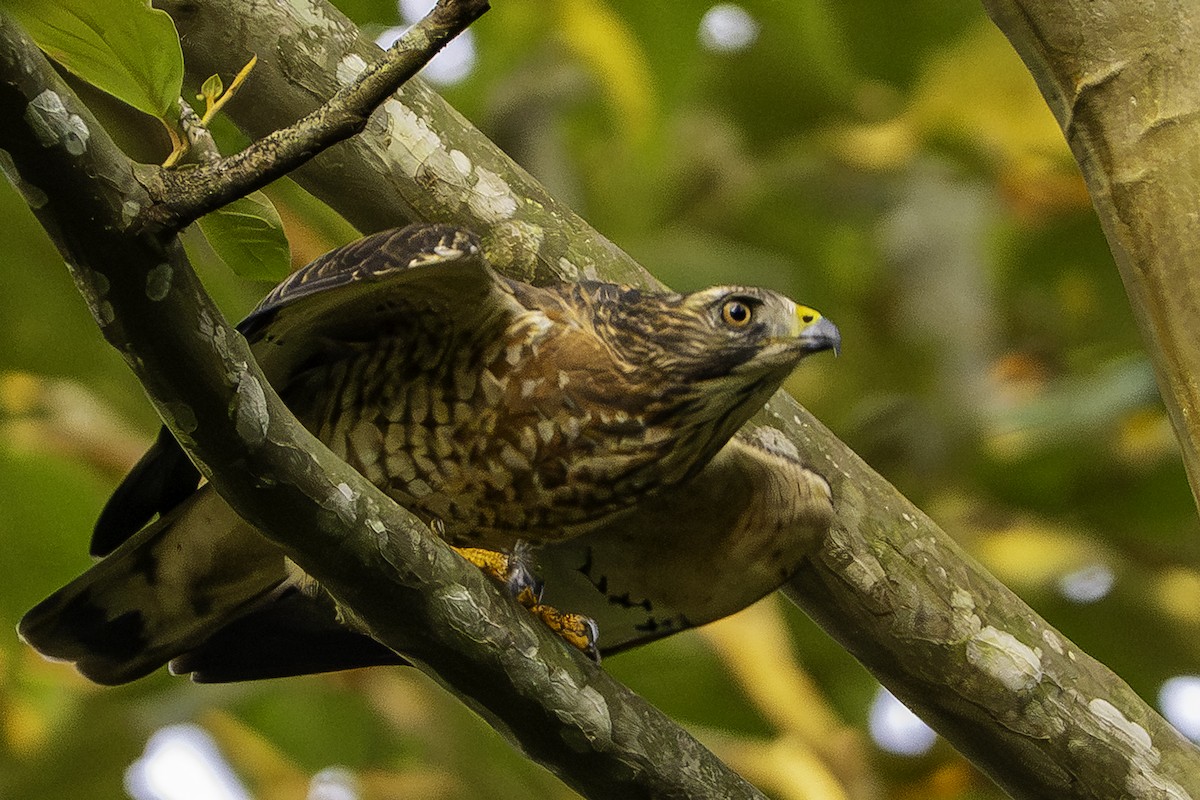 Geniş Kanatlı Şahin - ML646093428