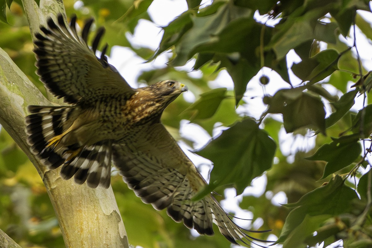 Geniş Kanatlı Şahin - ML646093433