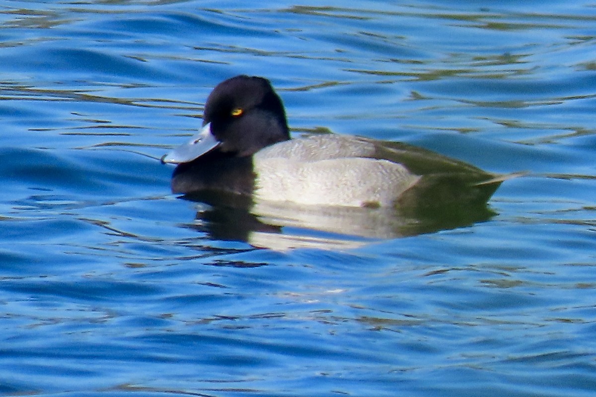 Morbaş Patka - ML646093435