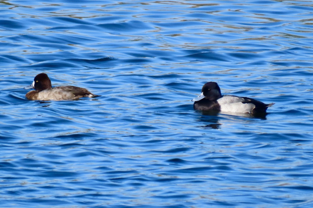 Morbaş Patka - ML646093436