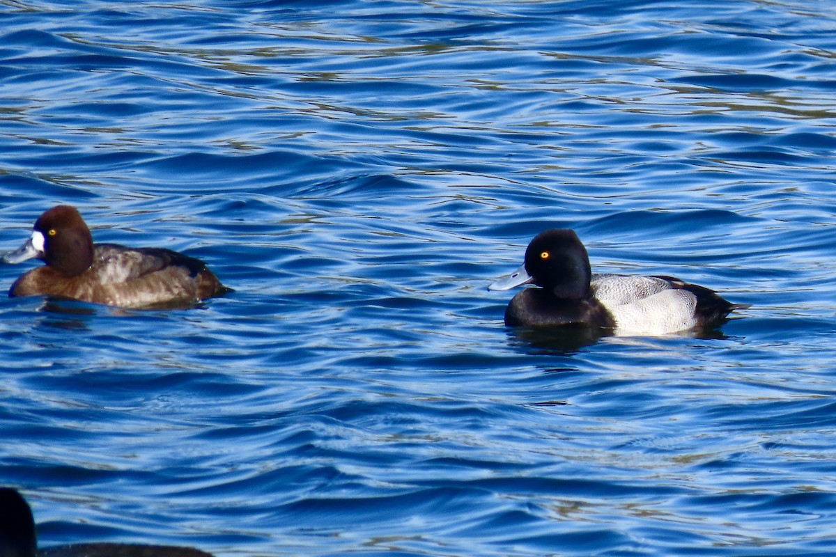 Morbaş Patka - ML646093437