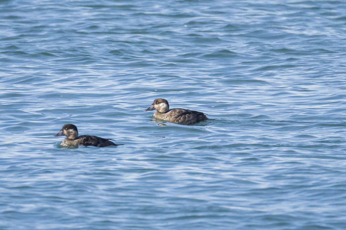 Yamalı Ördek - ML646093438
