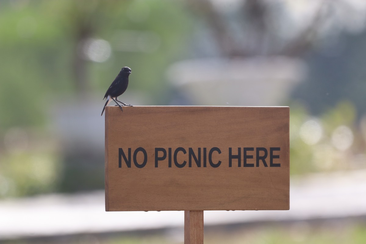 Kara Taşkuşu - ML646093439