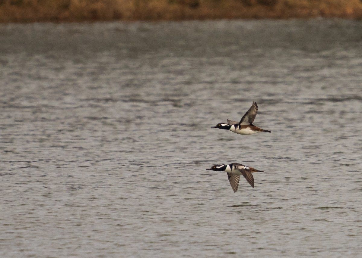 Başlıklı Tarakdiş - ML646093440