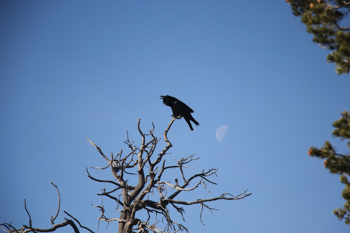 Kuzgun - ML646093442