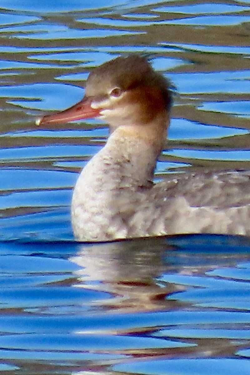 Tarakdiş - ML646093443