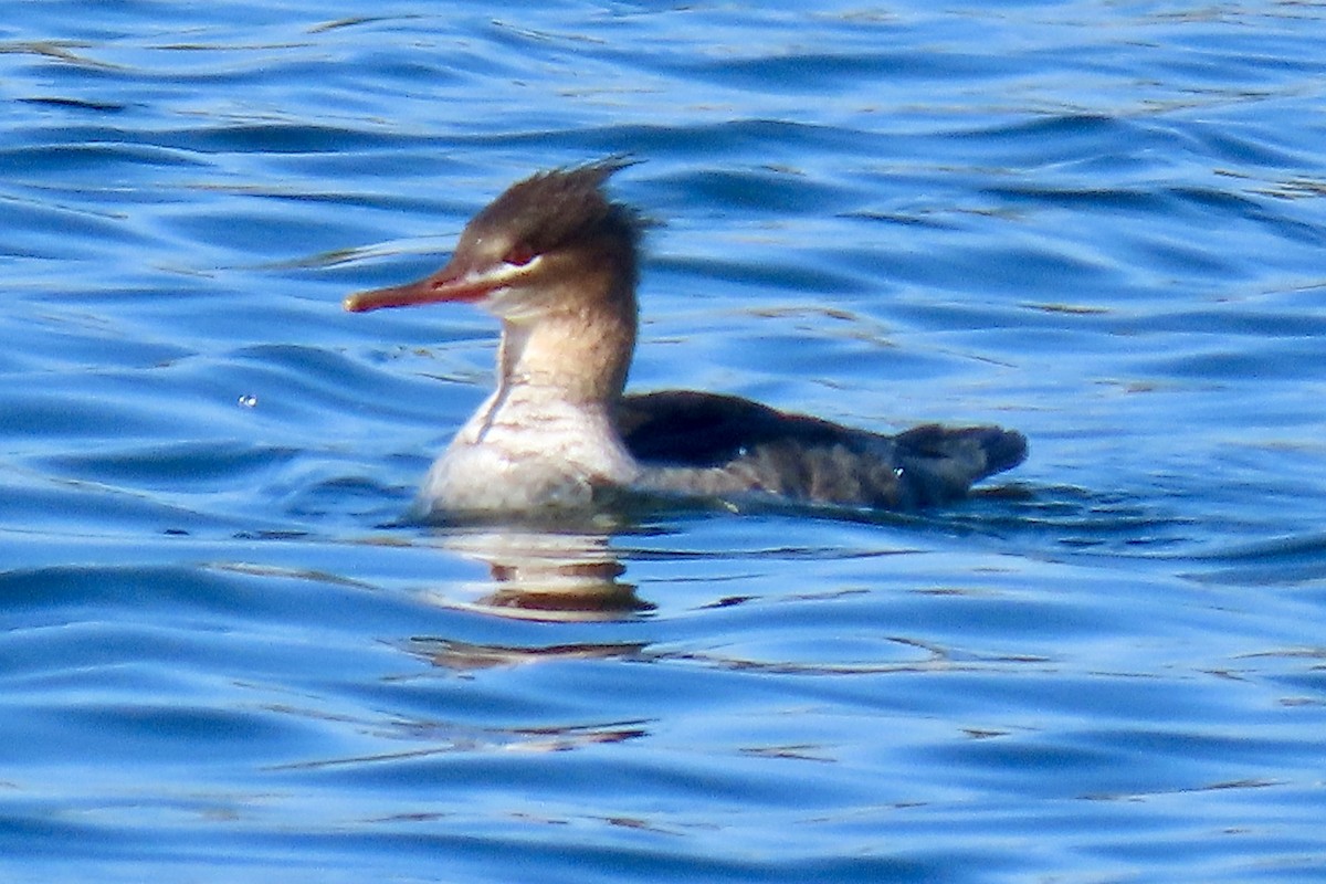 Tarakdiş - ML646093444