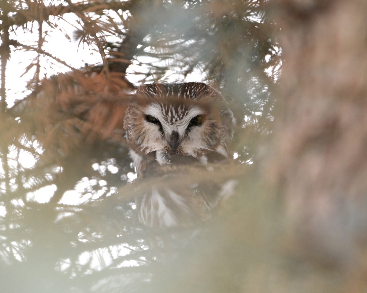 Kızıl Benekli Baykuş - ML646093445