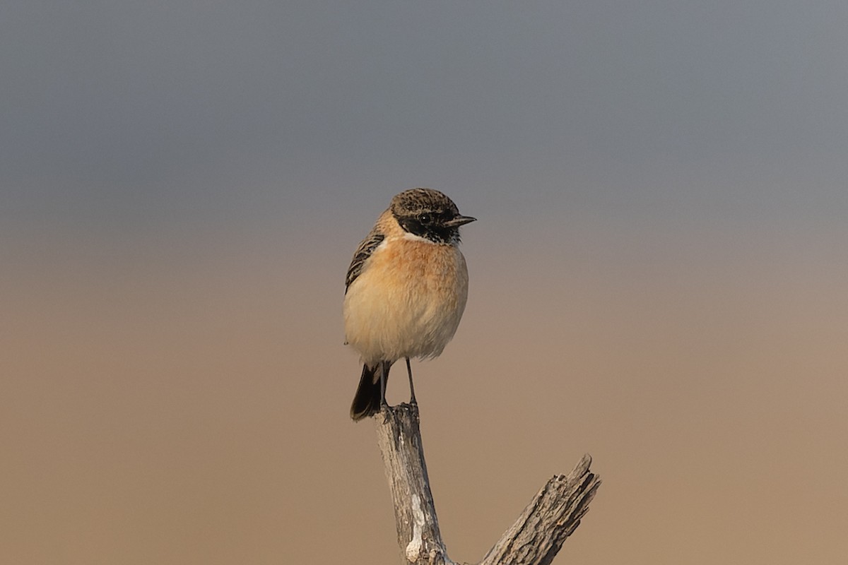 Sibirya Taşkuşu - ML646093446