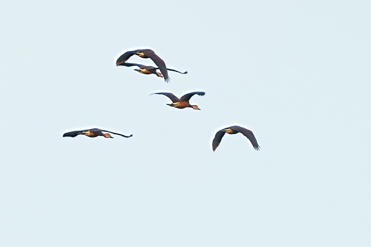 Gezgin Islıkçı Ördek - ML646093447