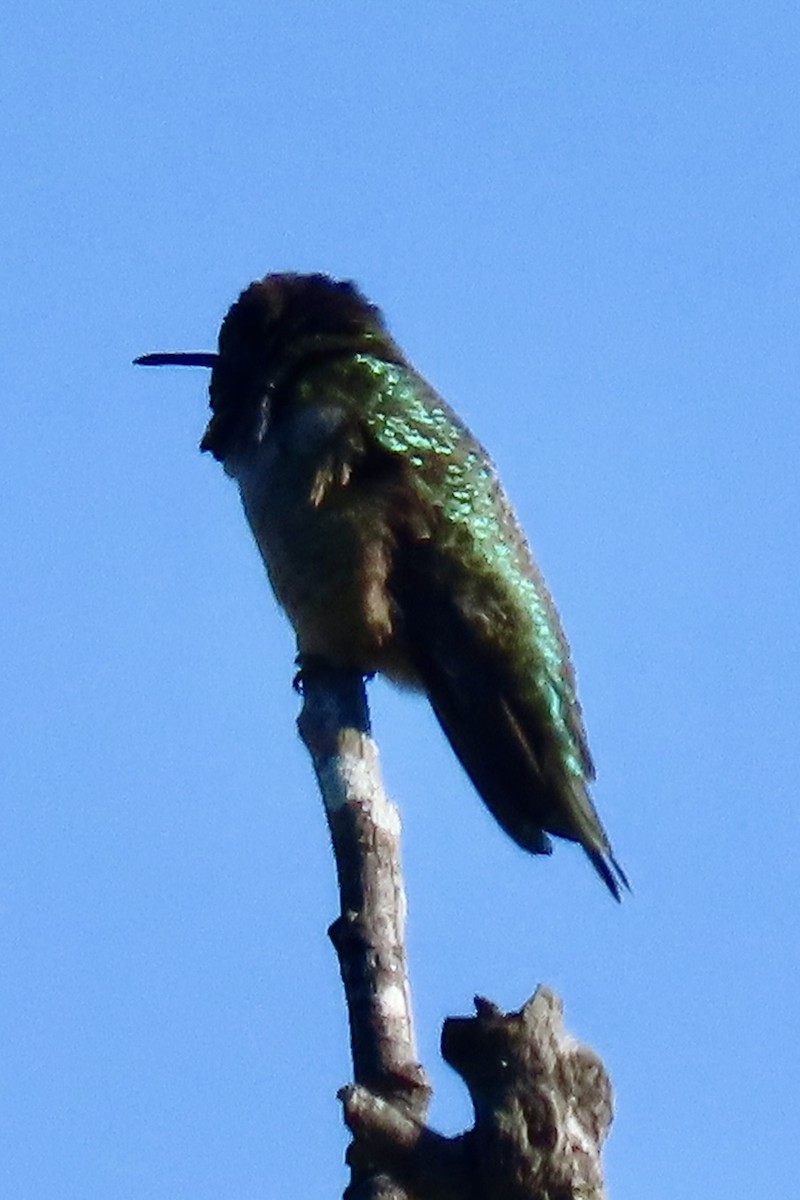 Anna Kolibrisi - ML646093454