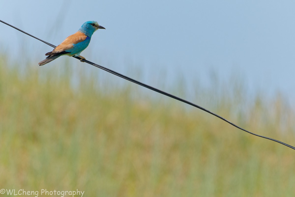 Gökkuzgun - ML646093455