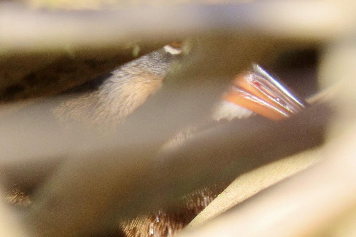 Virjinya Sukılavuzu - ML646093463