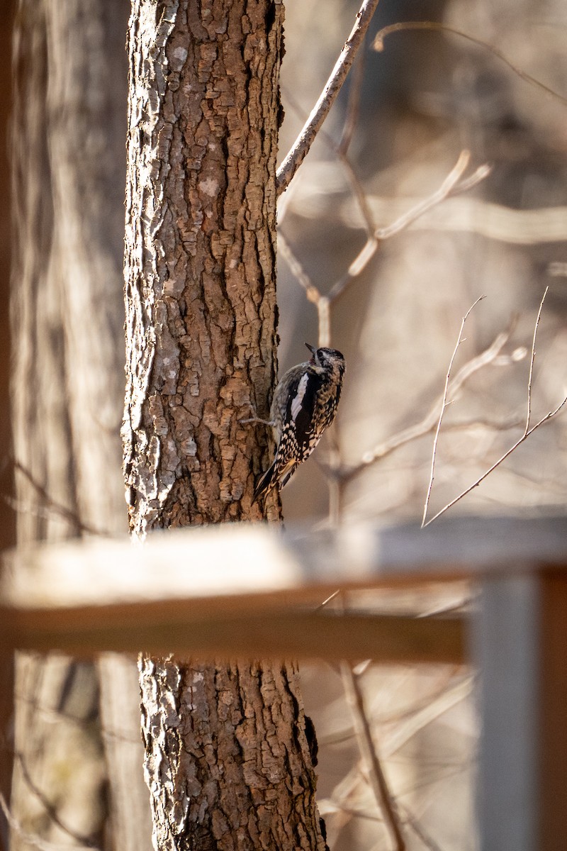 Sarı Karınlı Ağaçkakan - ML646093464