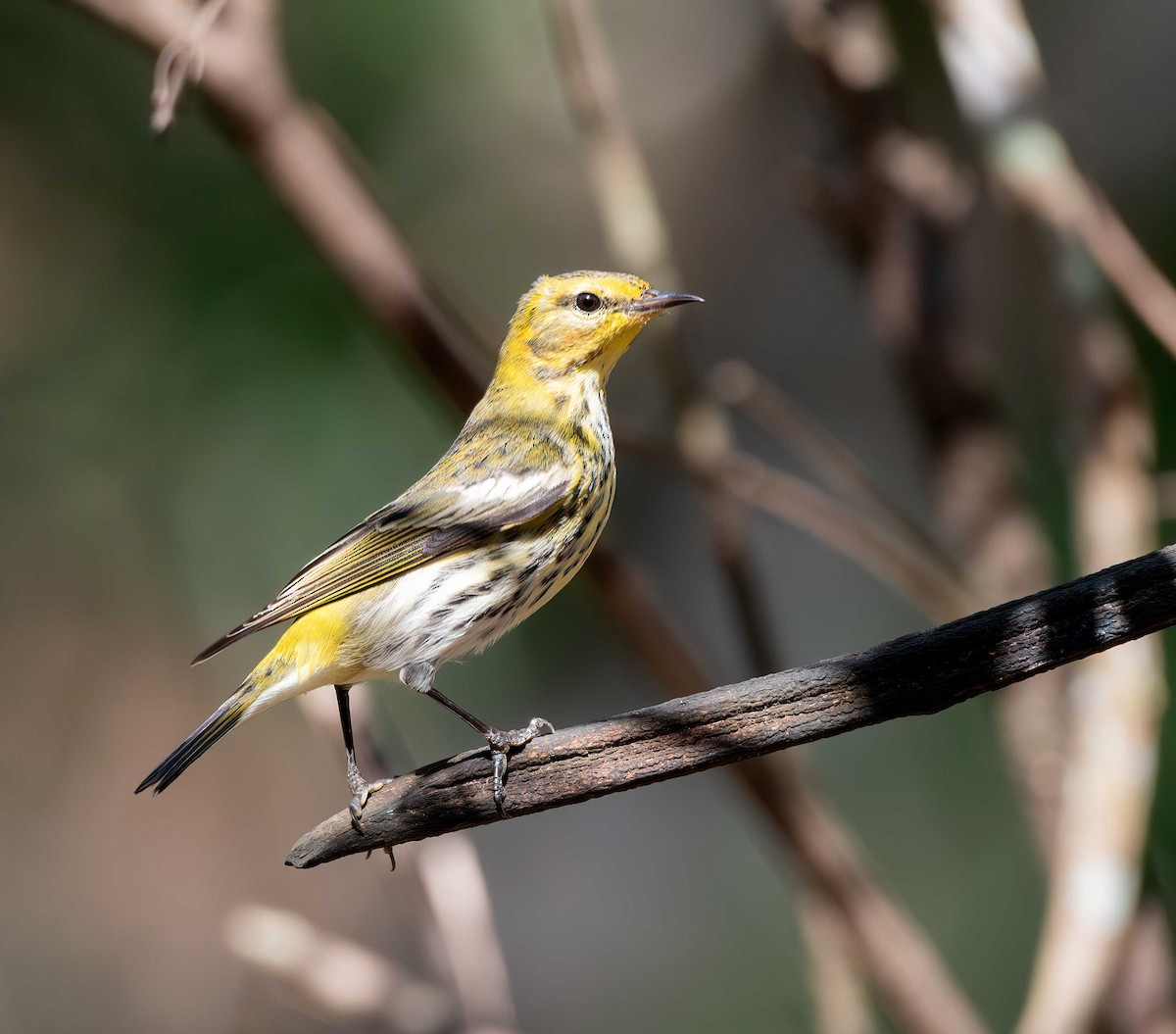 Kaplan Ötleğeni - ML646093465