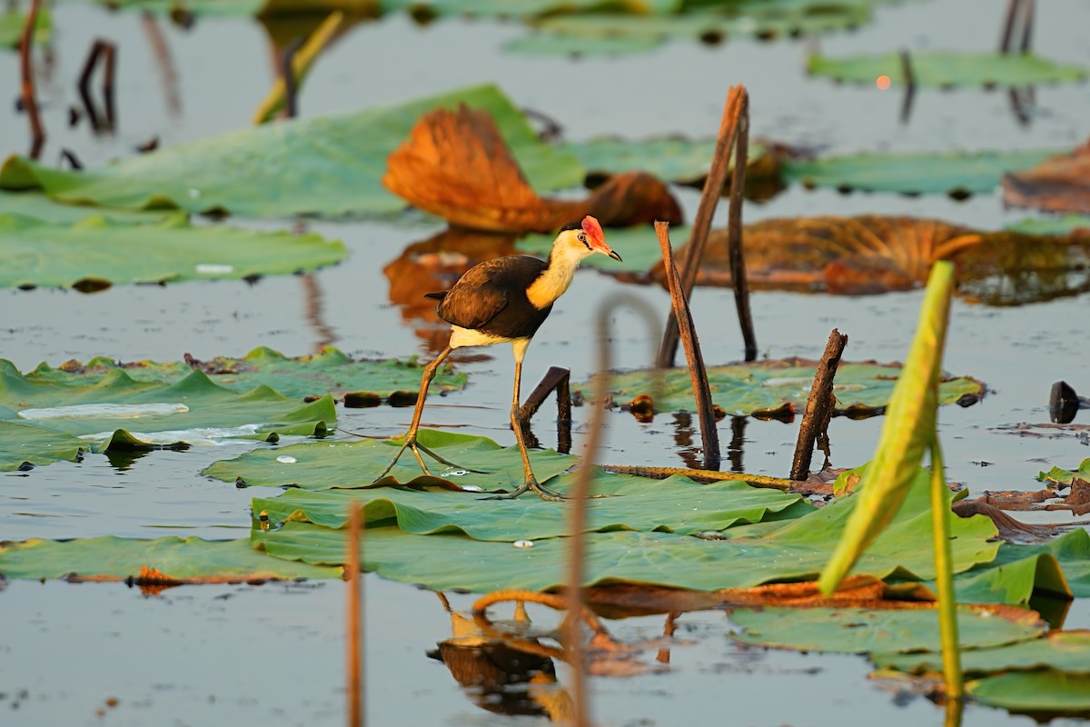 İbikli Jakana - ML646093468