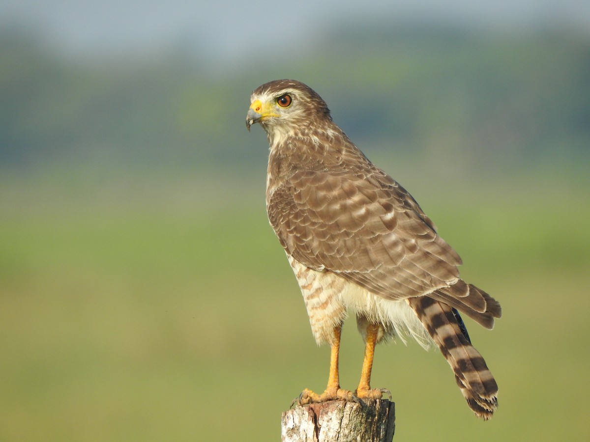 Buse à gros bec - ML646093469