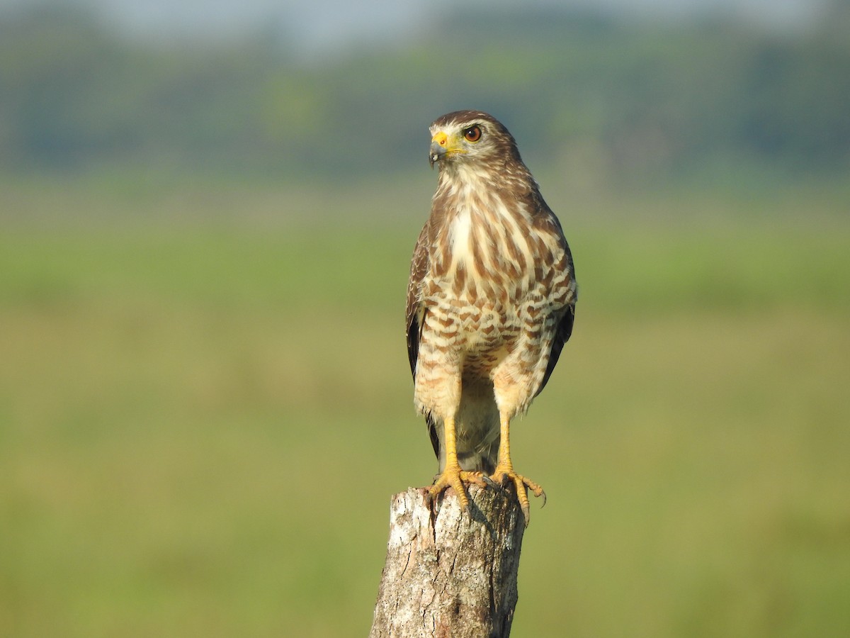 Buse à gros bec - ML646093470