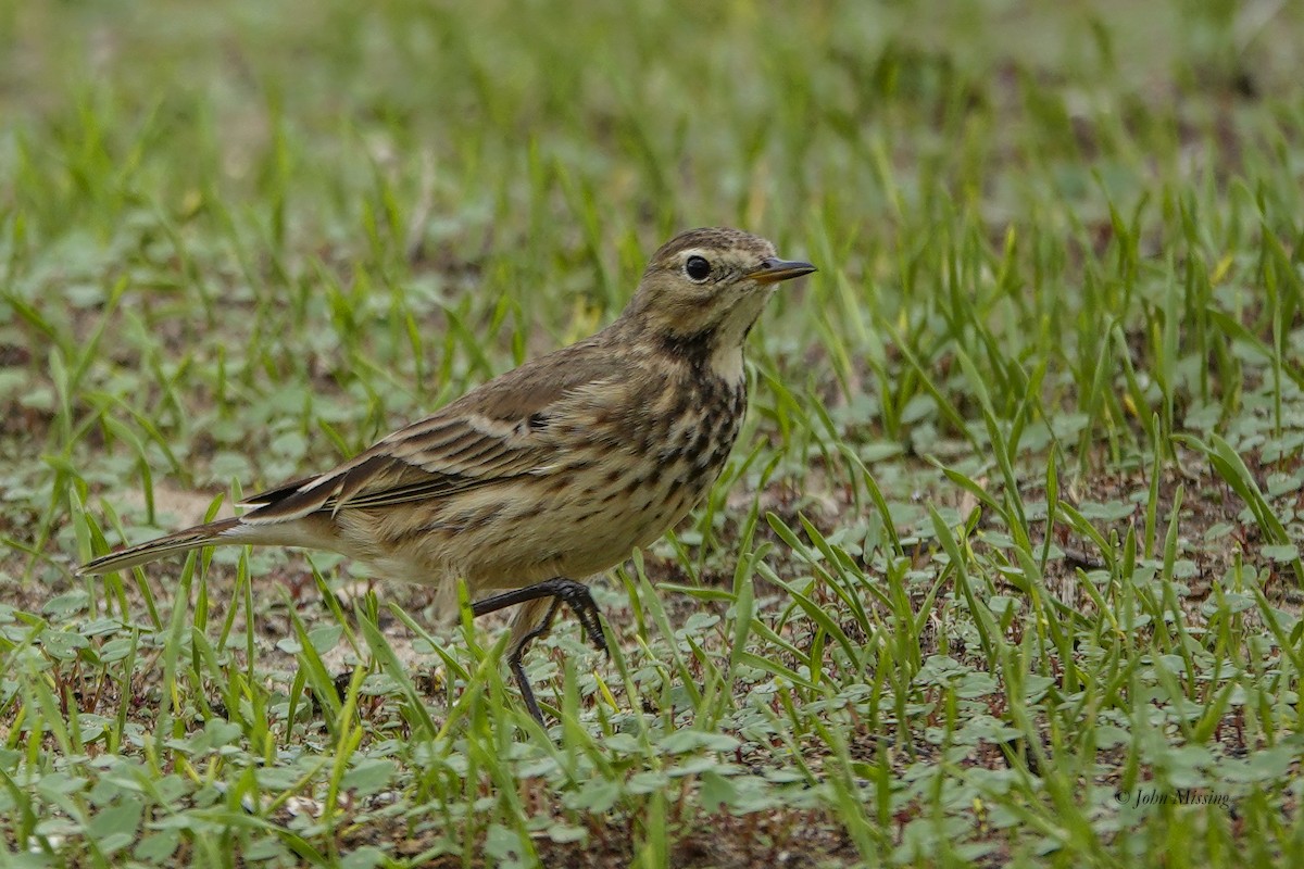 American Pipit - ML646093471